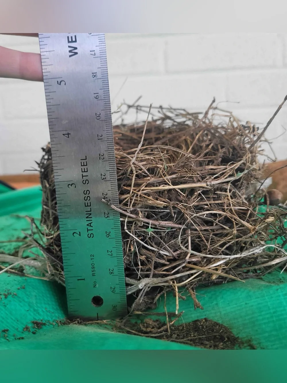 Bird Nest organic material fallen nest “ put a bird on it” natural decoration